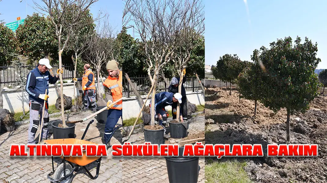 ALTINOVA’DA-SÖKÜLEN-AĞAÇLARA-BAKIM