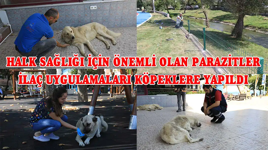 HALK-SAĞLIĞI-İÇİN-ÖNEMLİ-OLAN-PARAZİTLER-İLAÇ-UYGULAMALARI-KÖPEKLERE-YAPILDI