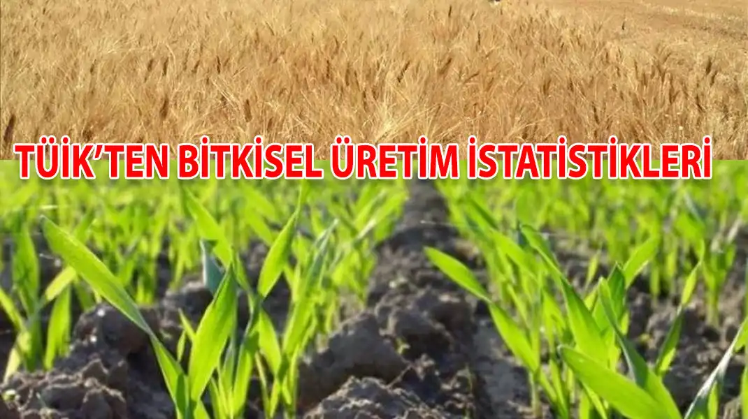 TÜİK’TEN-BİTKİSEL-ÜRETİM-İSTATİSTİKLERİ
