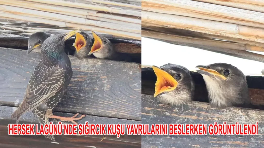 HERSEK LAGÜNÜ’NDE SIĞIRCIK KUŞU YAVRULARINI BESLERKEN GÖRÜNTÜLENDİ