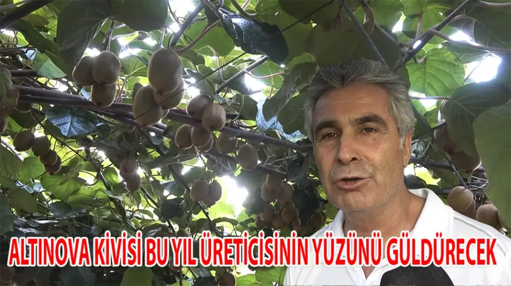 ALTINOVA KİVİSİ BU YIL ÜRETİCİSİNİN YÜZÜNÜ GÜLDÜRECEK
