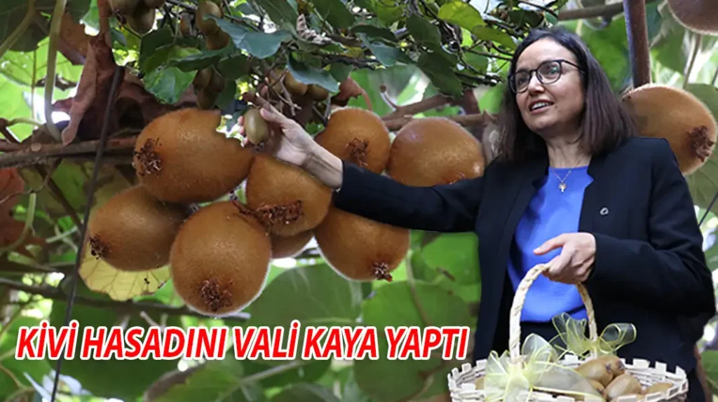 KİVİ HASADINI VALİ KAYA YAPTI