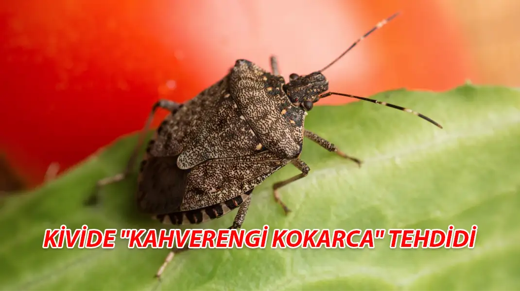 KİVİDE KAHVERENGİ KOKARCA TEHDİDİ