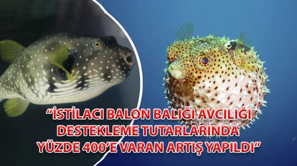 İSTİLACI BALON BALIĞI AVCILIĞI DESTEKLEME TUTARLARINDA YÜZDE 400’E VARAN ARTIŞ YAPILDI