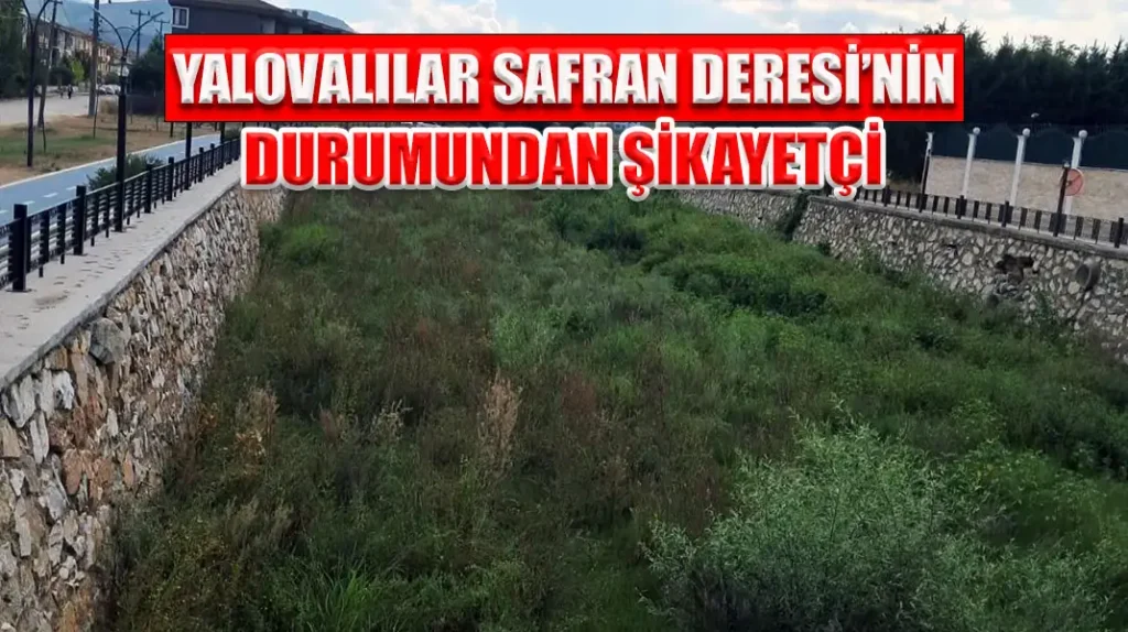 YALOVALILAR SAFRAN DERESİ’NİN DURUMUNDAN ŞİKAYETÇİ