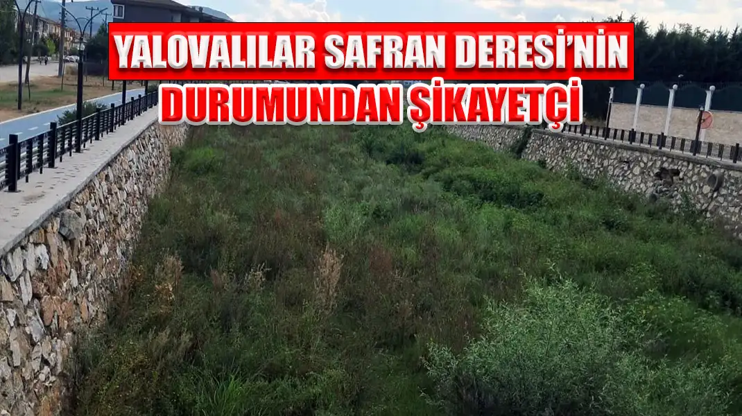 YALOVALILAR SAFRAN DERESİ’NİN DURUMUNDAN ŞİKAYETÇİ