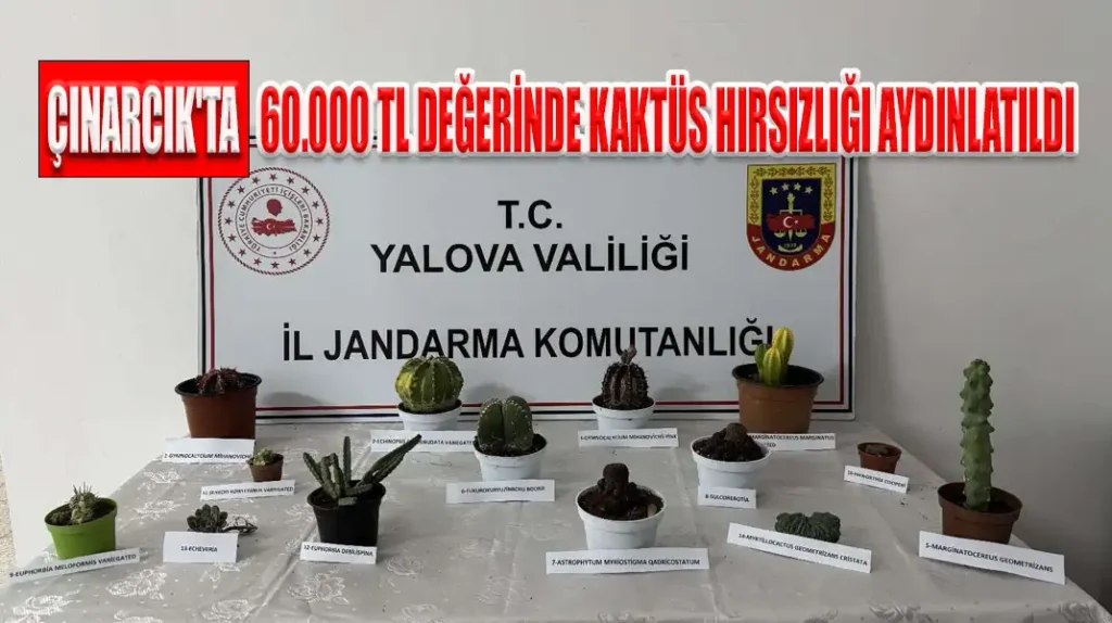 ÇINARCIK'TA 60.000 TL DEĞERİNDE KAKTÜS HIRSIZLIĞI AYDINLATILDI