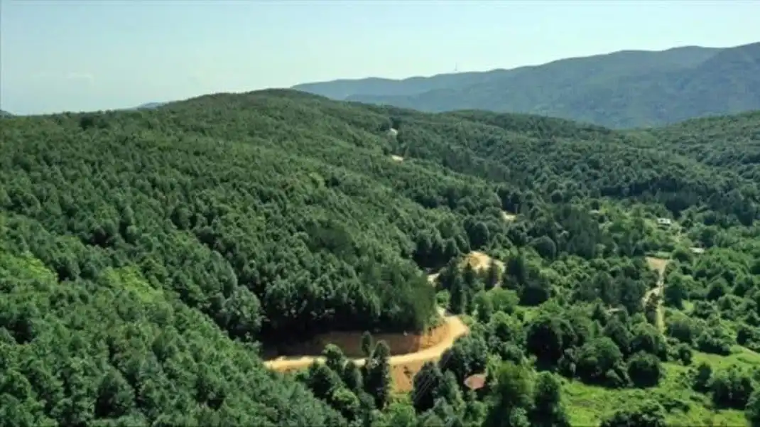 YALOVA'DA ORMANLARA GİRİŞ 5 AY YASAKLANDI