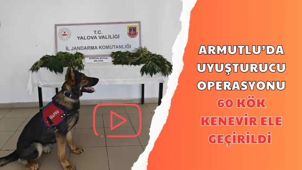 ARMUTLU'DA UYUŞTURUCU OPERASYONU