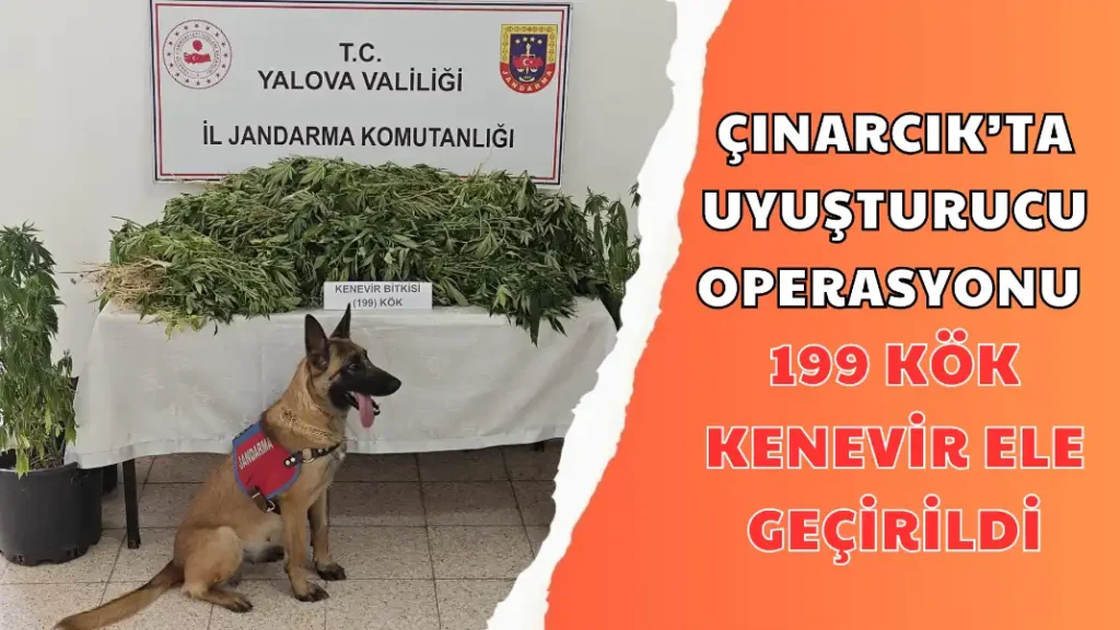 ÇINARCIK’TA UYUŞTURUCU OPERASYONU199 KÖK KENEVİR ELE GEÇİRİLDİ