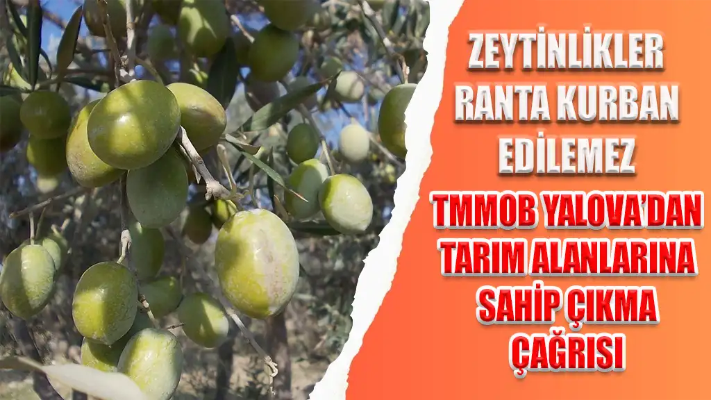 ZEYTİNLİKLER RANTA KURBAN EDİLEMEZ TMMOB YALOVA’DAN TARIM ALANLARINA SAHİP ÇIKMA ÇAĞRISI