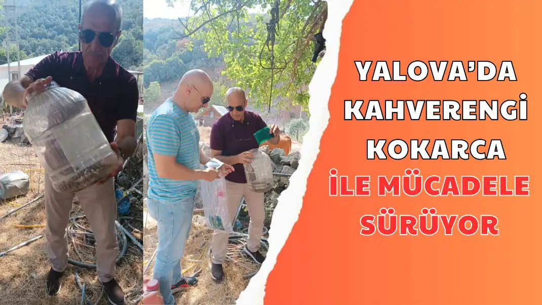 YALOVA’DA KAHVERENGİ KOKARCA İLE MÜCADELE SÜRÜYOR