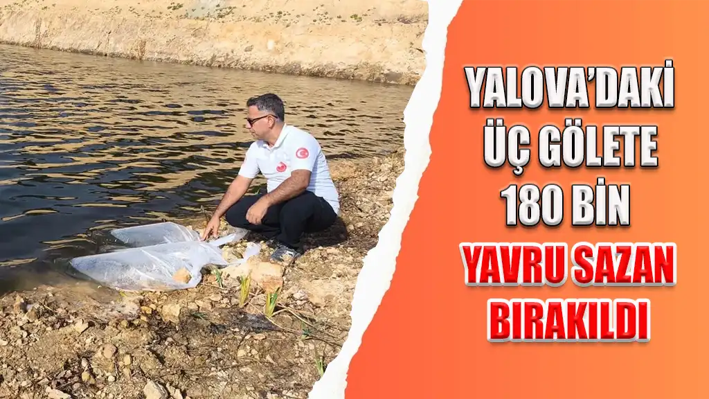 YALOVA’DAKİ ÜÇ GÖLETE 180 BİN YAVRU SAZAN BIRAKILDI