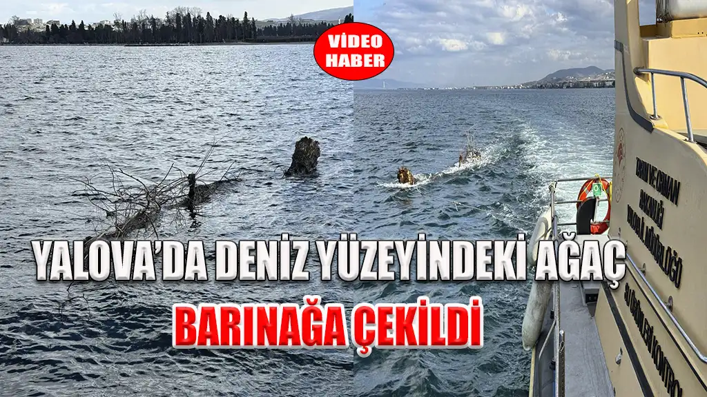 YALOVA’DA DENİZ YÜZEYİNDEKİ AĞAÇ BARINAĞA ÇEKİLDİ