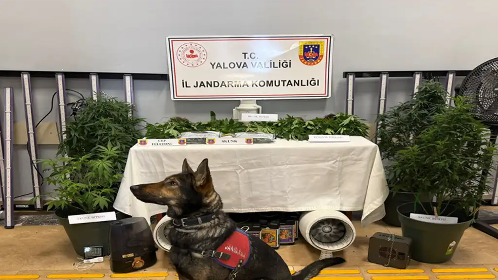 YALOVA’DA UYUŞTURUCU OPERASYONU JANDARMA’DAN UYUŞTURUCUYA DARBE