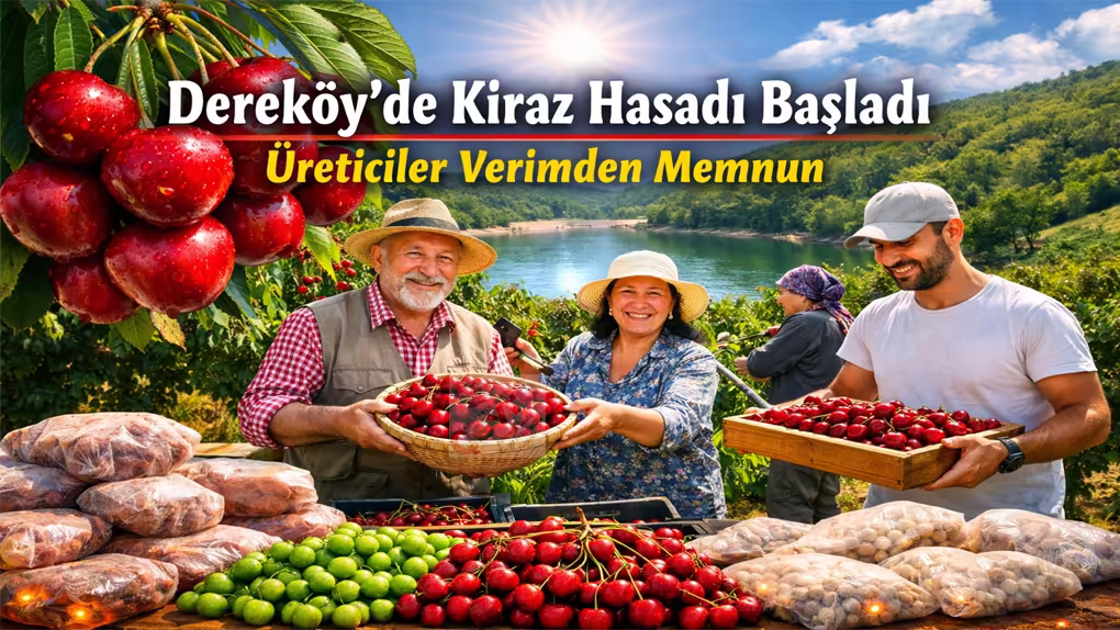 Dereköy’de Kiraz Hasadı Başladı Üreticiler Verimden Memnun