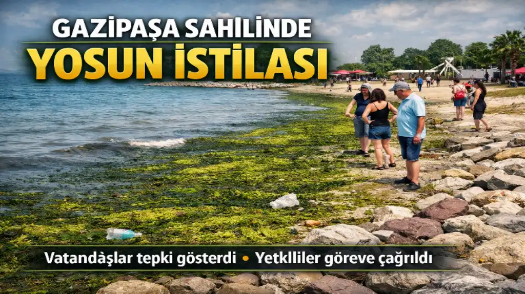 Yalova Gazipaşa Sahilinde Yosun İstilası