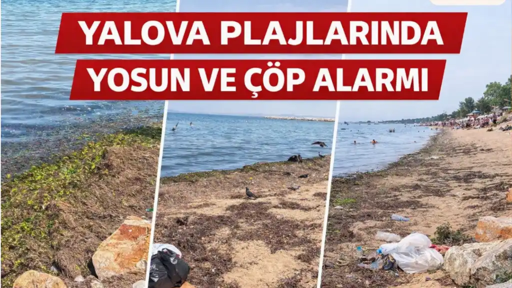 Yalova Plajlarında Yosun ve Çöp Alarmı